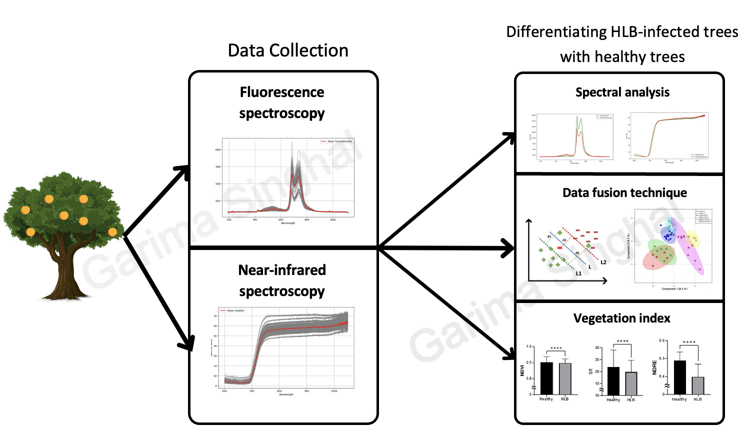 Citrus greening disease detection figure